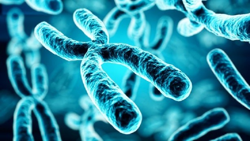 هر باکتری چند کروموزوم دارد | ژن آزما