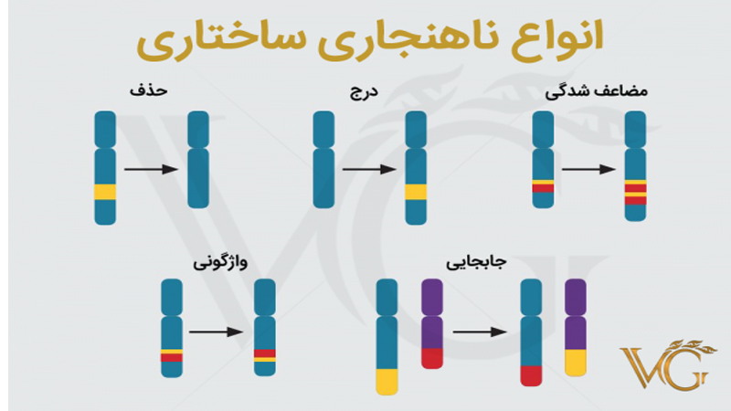 ناهنجاریهای کروموزومی و تاثیر آن بر سقط جنین | مشاوره ژنتیک اصفهان